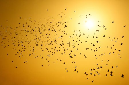 Silhouettes of a flock of pigeons flying to sunの写真素材