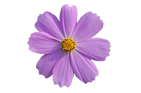 Isolated flowerの写真素材