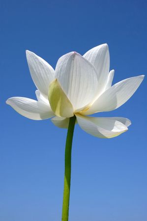 White lotusの写真素材