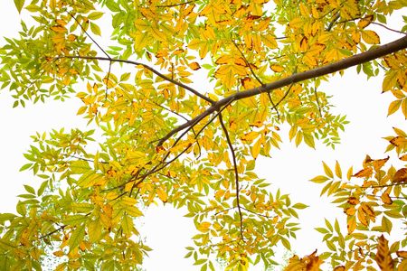 Autumn treeの写真素材