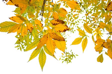 Autumn leafの写真素材