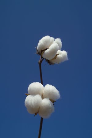 Cotton boll on  cotton branchの写真素材