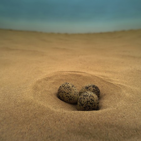 Bird eggs in the desertの写真素材