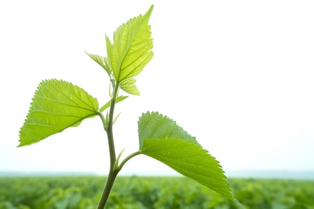 Fresh mulberry leaves in mulberry field