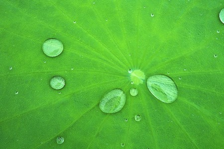 Waterdrop on lotus leafの写真素材