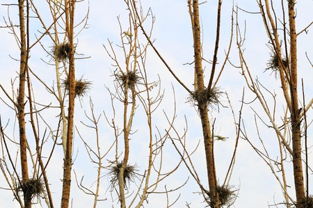 Bird nest on treeの写真素材