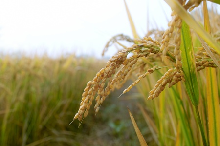 Rice paddy in autumnの写真素材