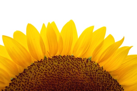 Sunflower with white backgroundの写真素材