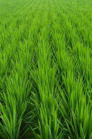 Rice seedlings  in summer,Chinaの写真素材