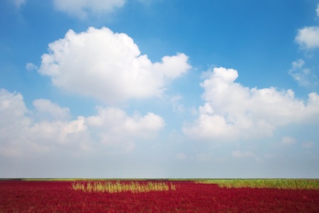 Wetland  plants and skyの写真素材