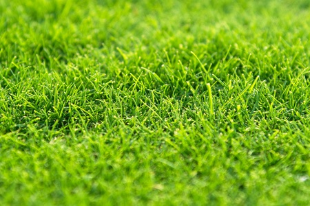 Golf course grass macroの写真素材