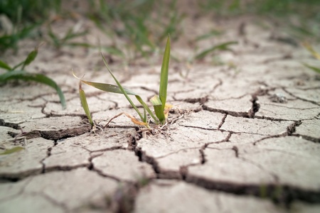 Wheat in drought fieldの写真素材