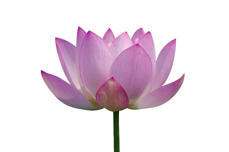 Isolated water lily on white backgroundの写真素材