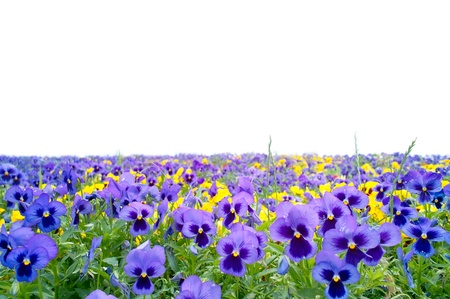 Pansy with white backgroundの写真素材