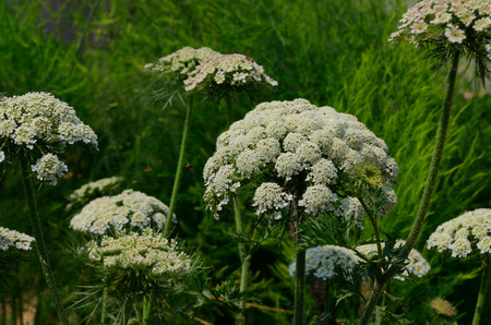 Carrot flowers in garden