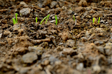 Sprout in springの写真素材