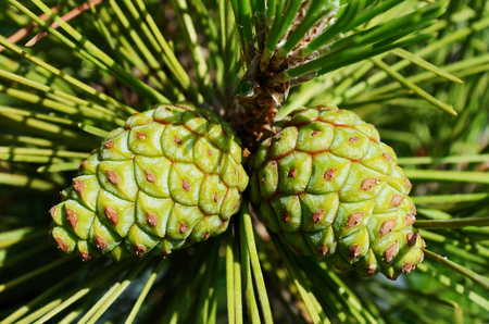 Pine cones in treeの写真素材