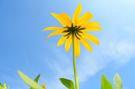 Daisy flower