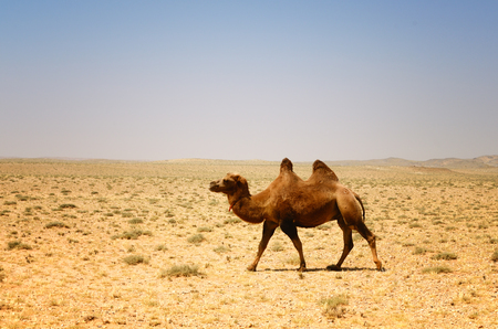 Camel in gobiの写真素材