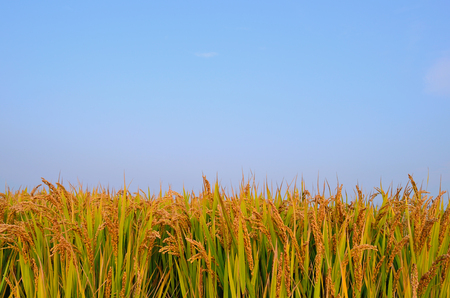 Paddy field in autumn,Chinaの写真素材