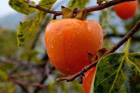 Ripe persimmon in autumnの写真素材