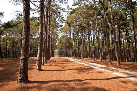 road in pine tree
