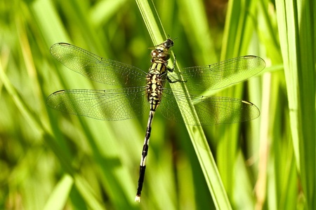 dragonfly  eat victim