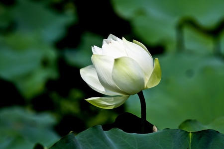 white lotusの写真素材