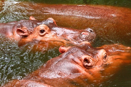 hippopotamus play in water