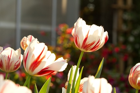 white tulipの写真素材