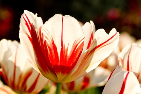 white tulipの写真素材