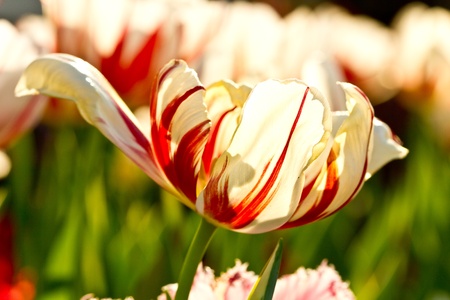 white tulipの写真素材