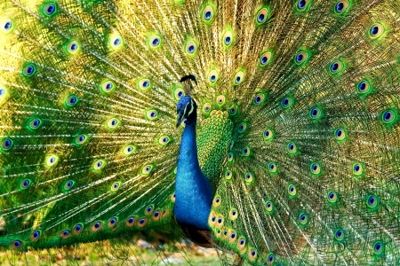 Blue peacockの写真素材