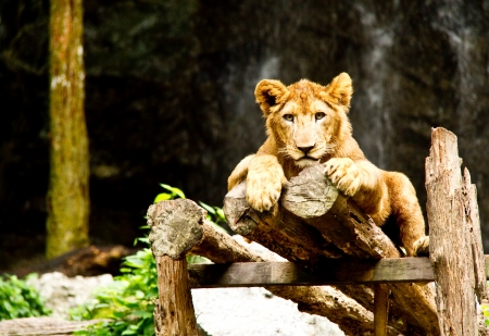 young lion admireのeditorial素材