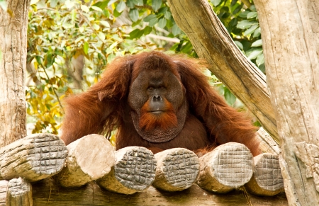 orangutan in chiangmai zooのeditorial素材