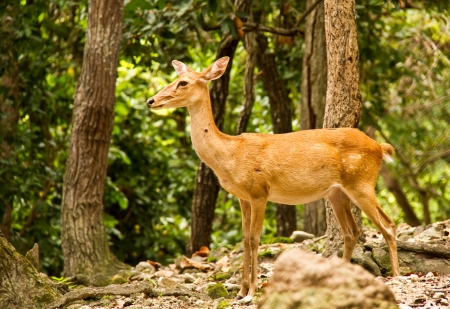 deer in chiangmai zooのeditorial素材