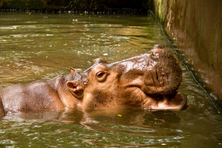 hippo in chiangmai zooのeditorial素材