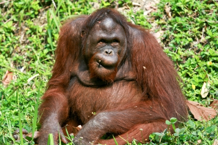 orangutan in chiangmai zooのeditorial素材