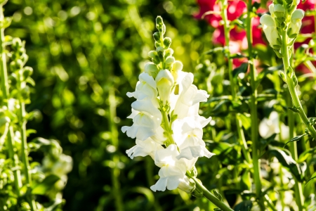 white flowerの写真素材