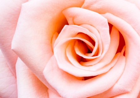 beautiful rose in Thailandの写真素材