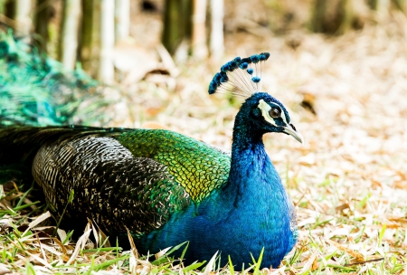 blue peacock in nightsafari chiangmai Thailandの写真素材