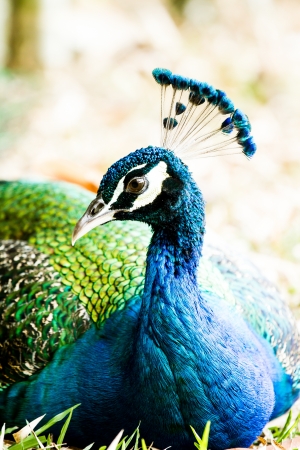blue peacock in nightsafari chiangmai Thailandの写真素材