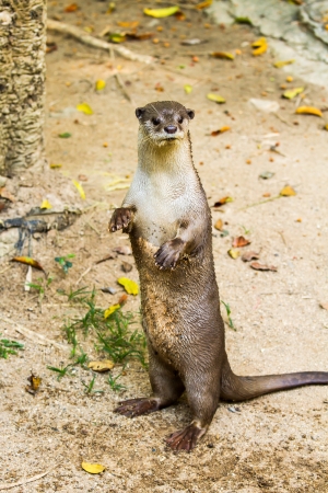 otter in nightsafari chiangmai Thailandの写真素材