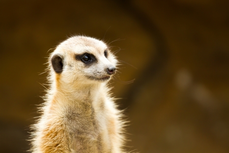 meerkat in nightsafari chiangmai Thailandの写真素材