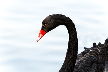 swan in nightsafari chiangmai Thailandの写真素材