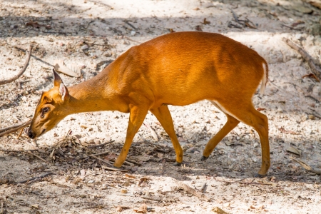 deer in chiangmai zoo Thailandの写真素材