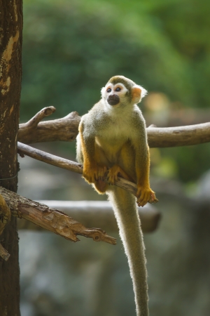 monkey in chiangmai Thailand