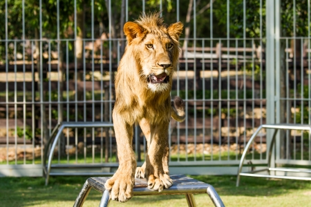 young lion in Thailandの写真素材