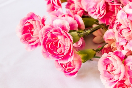 Pink carnation の写真素材