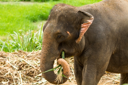 Thai elephant chiangmai Thailandの写真素材